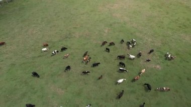 İnekler sürüsü, yeşil çimlerde otlayan inekler.