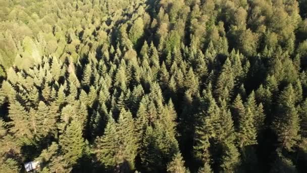 Sunlight Forest Aerial Sunlight Pine Forest — Video Stock