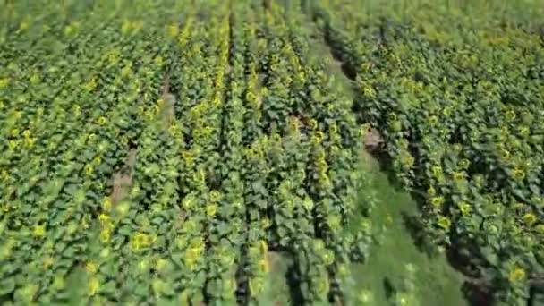 Sunflower Aerial Sunflower Field Harvesting — Stockvideo