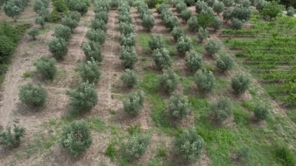 Olive Trees Aerial Olive Trees Harvesting — Stok video