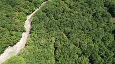 dried up river, aerial forest and dried up river