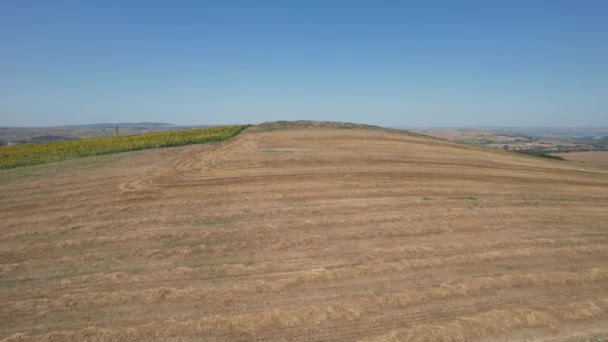 Harvested Wheat Aerial Shot Harvested Sear Wheat Field — 图库视频影像