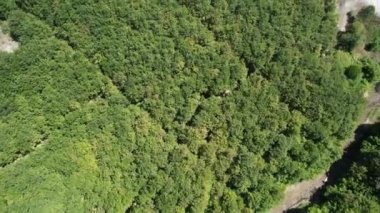 green forest, aerial green forest in anatolia