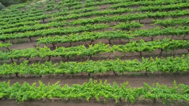 Grape Field Aerial Green Grape Field Mediterranean Region — Vídeo de Stock