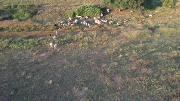 Herd Sheep Aerial Herd Sheep Grazing Grass — Stock video