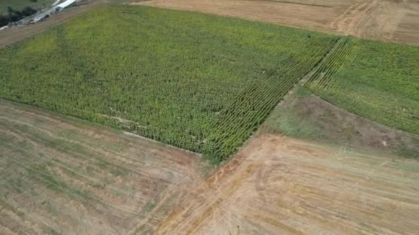 Sunflowers Harvested Aerial Sunflowers Harvested Green Fields — Stockvideo