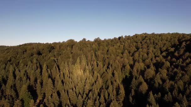 Pine Forest Aerial Green Pine Forest Sunlight — Stok video