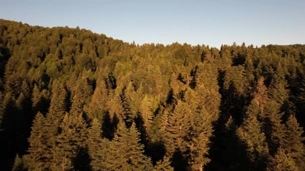 Pine Forest Aerial Pine Forest Sunlight — Stok video