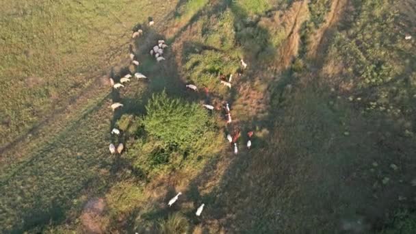 Sheep Grazing Aerial Herd Sheep Grazing Green Grass — Stock video