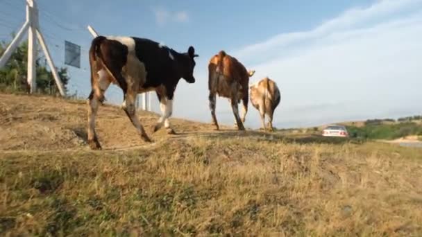 Cattle Walking Cattle Herd Walking Green Grass — Stockvideo