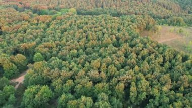  green forest, aerial green forest like rainforest