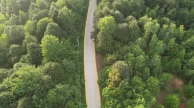 forest road, aerial forest and road where sunlight hits the treetops