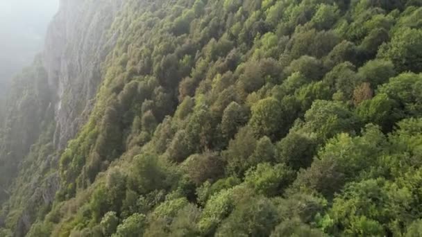 Forest Aerial Green Forest Foggy Cliff — Stock video