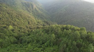 foggy forest, aerial foggy green forest