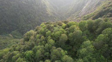 forest, aerial green forest and deep valley