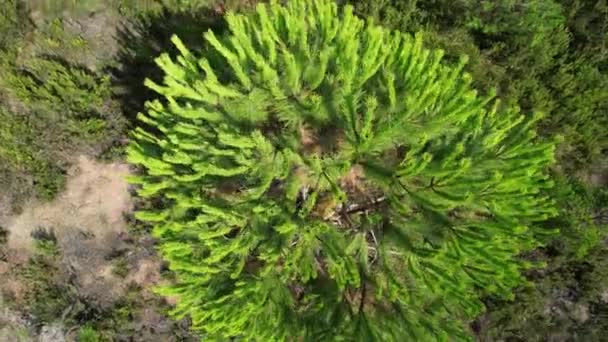 Πεύκο Κεραία Κοντά Πράσινο Πεύκο Δέντρο — Αρχείο Βίντεο