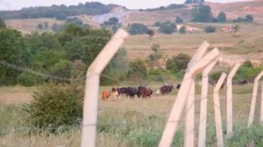herd of cattle on green grass behind fence