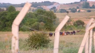 herd of cows, herd of cows behind fence