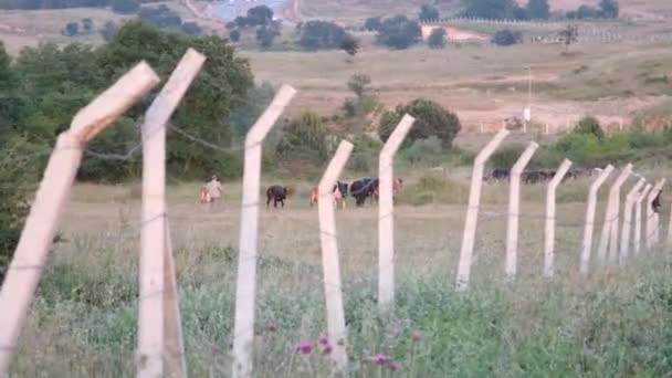 Cattle Herd Cattle Fence Green Grass — Stockvideo