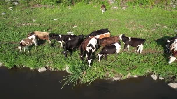 Aerial Cattles Grazing Green Grass River — Stockvideo