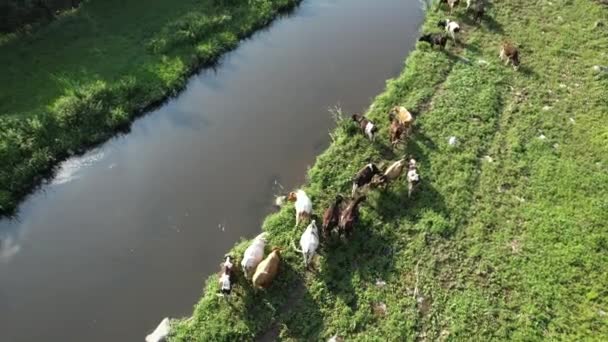 Cattles Herd Cattle Grazing River Animal — Stock Video