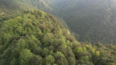 forest, aerial green forest and valley