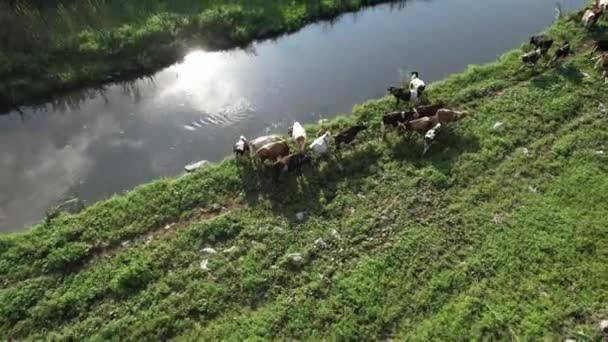 Cattle Grazing Aerial Herd Cattle Grazing — стоковое видео