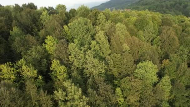 Bosque Tiro Aéreo Bosque Verde Vista Naturaleza — Vídeos de Stock