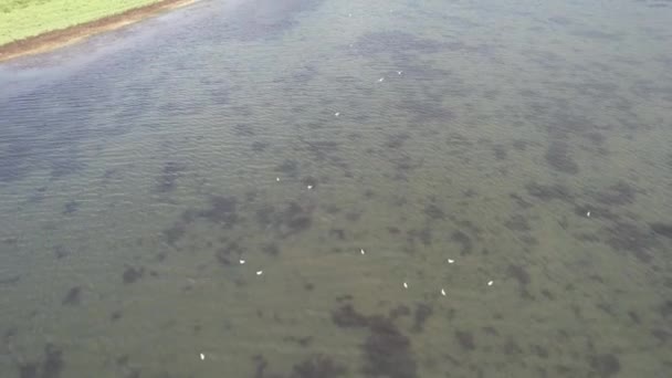 Oiseaux Volent Troupeau Blanc Oiseaux Volent Sur Lac — Video