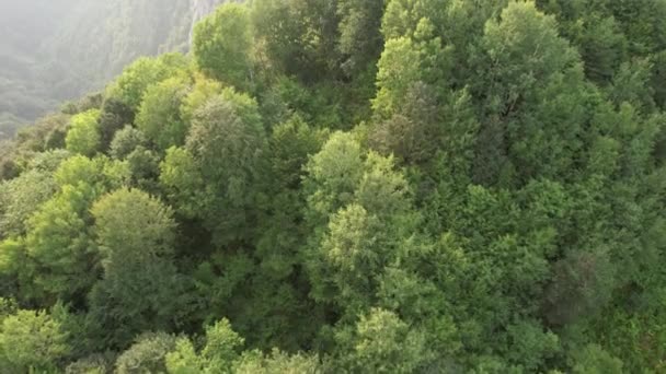 Foresta Tiro Aereo Foresta Verde Alta Qualità — Video Stock