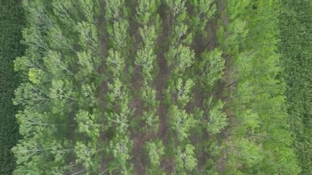 ポプラの木 空中ポプラの木のライン — ストック動画