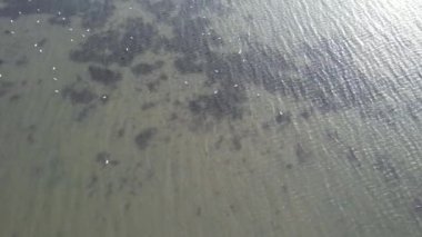 Beyaz kuşlar, denizde uçan beyaz kuşlar, vahşi yaşam.