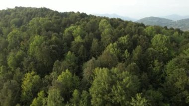 Orman, havadan çekilen orman ve orman yolu