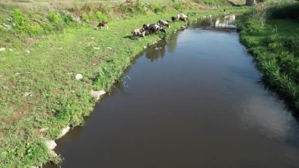 奶牛在河边吃草 奶牛在河边吃草 云在溪流上反射 — 图库视频影像