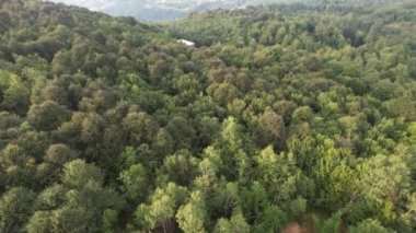 Sisli orman, yazın hava sisli yeşil orman.