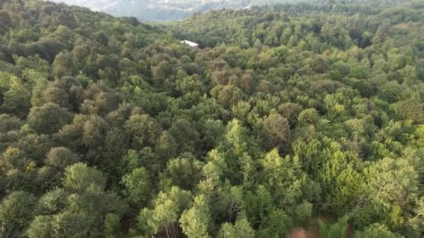 Nebliger Wald Neblig Grüner Wald Sommer — Stockvideo