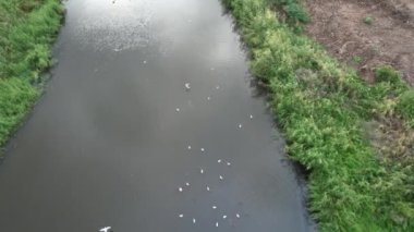 Kuşlar, havadaki beyaz kuşlar suda uçar.