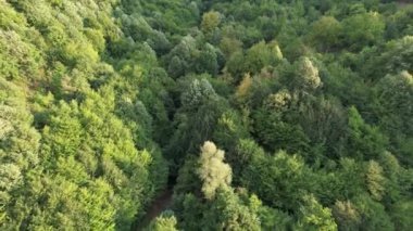 Hava ormanı ve dağ, çeşitli ağaçlar, yeşil orman, uzak dağ, insansız hava aracı videosu, manzara