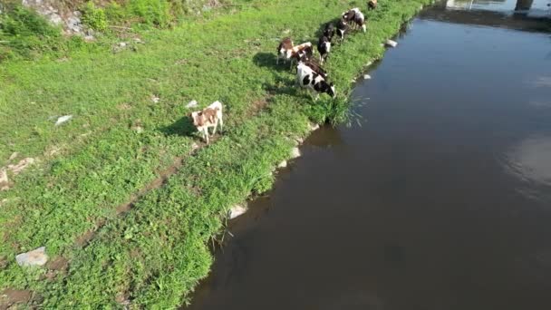 Bovinos Pastando Bovinos Aéreos Pastando Cerca Del Río — Vídeos de Stock