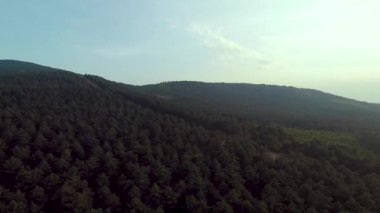 pine forest, aerial green pine forest and sunlight