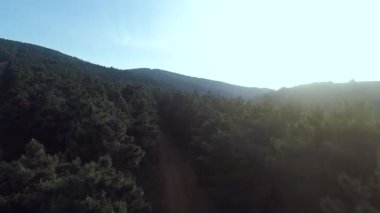 Çam ormanı, çam ormanı ve güneş ışığı, akşam