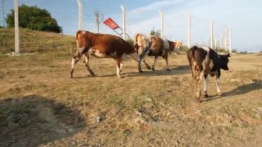 cattle walking, cattle herd walking on green grass