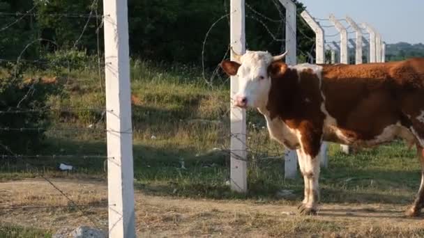 Корова Білошкіра Корова Озирається Навколо Тварина — стокове відео