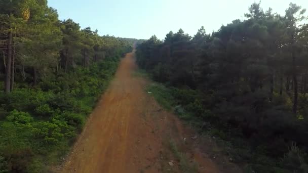 Drum Forestier Pin Drum Murdărie Prin Pădurile Pin — Videoclip de stoc