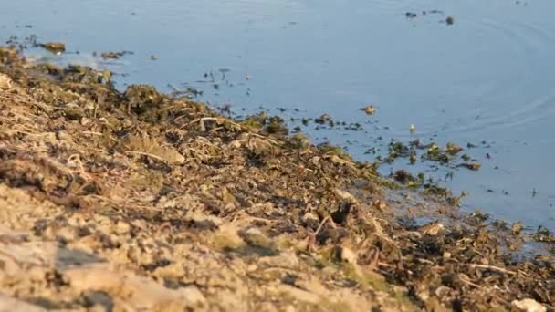 Katak Melompat Melalui Lumpur Oleh Danau — Stok Video