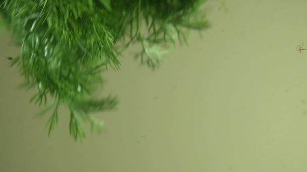 Кріп Воді Зелений Кріп Воді Овоч Повільний Рух — стокове відео