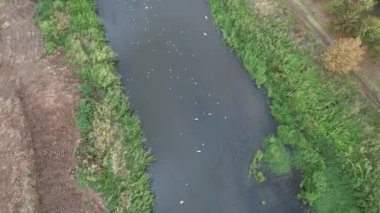 Beyaz kuşlar, hava akımı ve beyaz kuşlar.