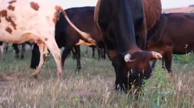Sığırlar, otlayan sığırlar, çiftlik hayvanları.