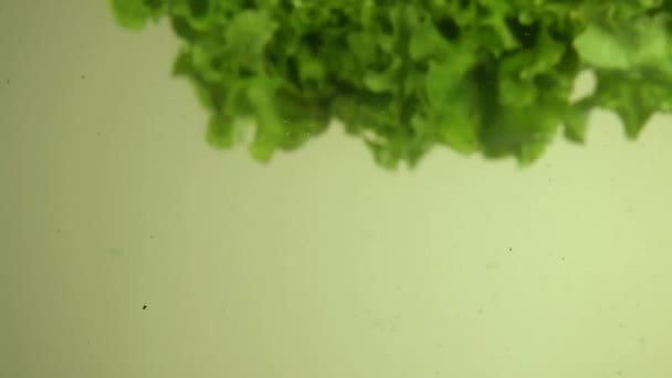 Salát Vodě Zelený Salát Zpomalený Pohyb Zelenina Vodě — Stock video