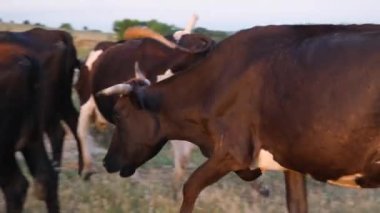 sığır otlağı, sığır sürüsü otlağı